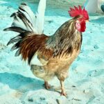MORC CoCo Cay Cock